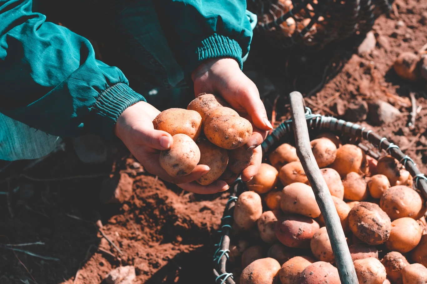 Czym grozi zjedzenie zielonych ziemniaków?