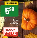 Dynia