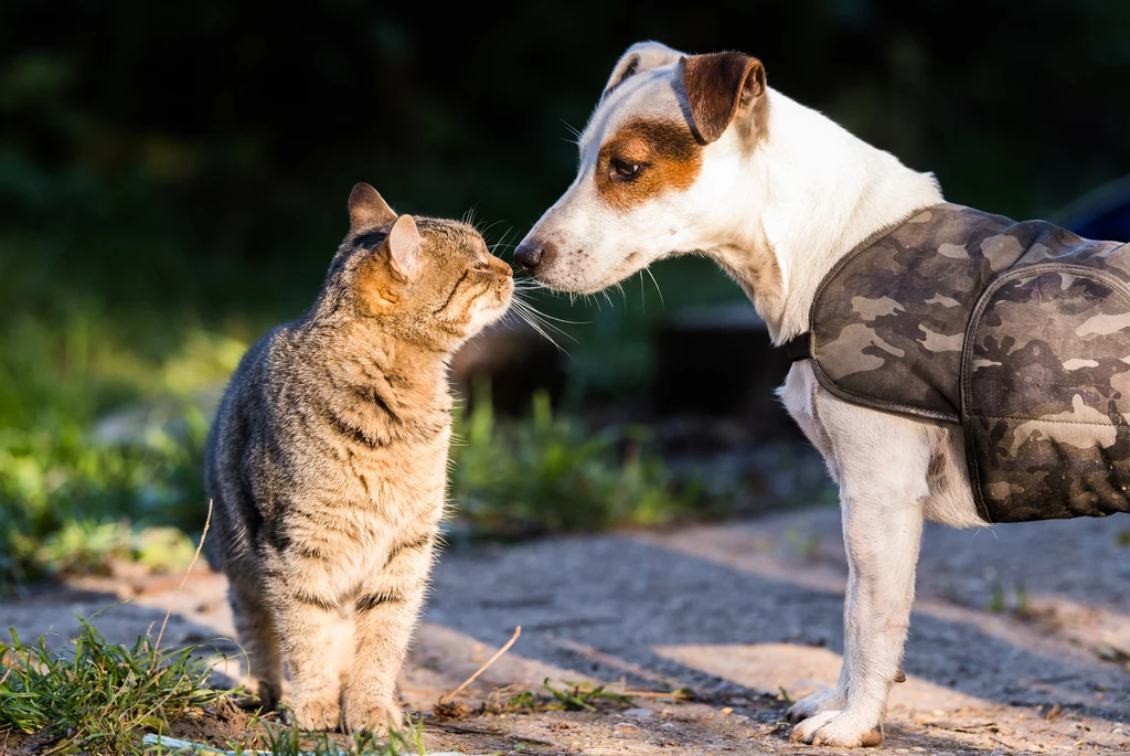 Jaka jest różnica między machaniem ogonem u psa, a u kota?