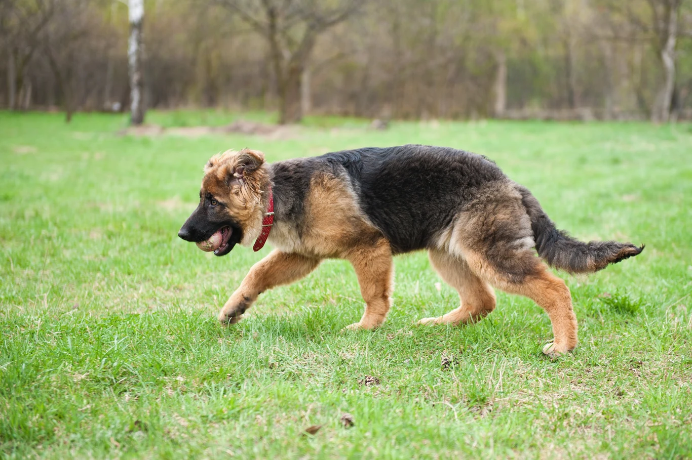Pies odczuwający lęk, będzie starał się zakryć gruczoły ogonem, by nie rozprzestrzeniać informacji w środowisku na swój temat 