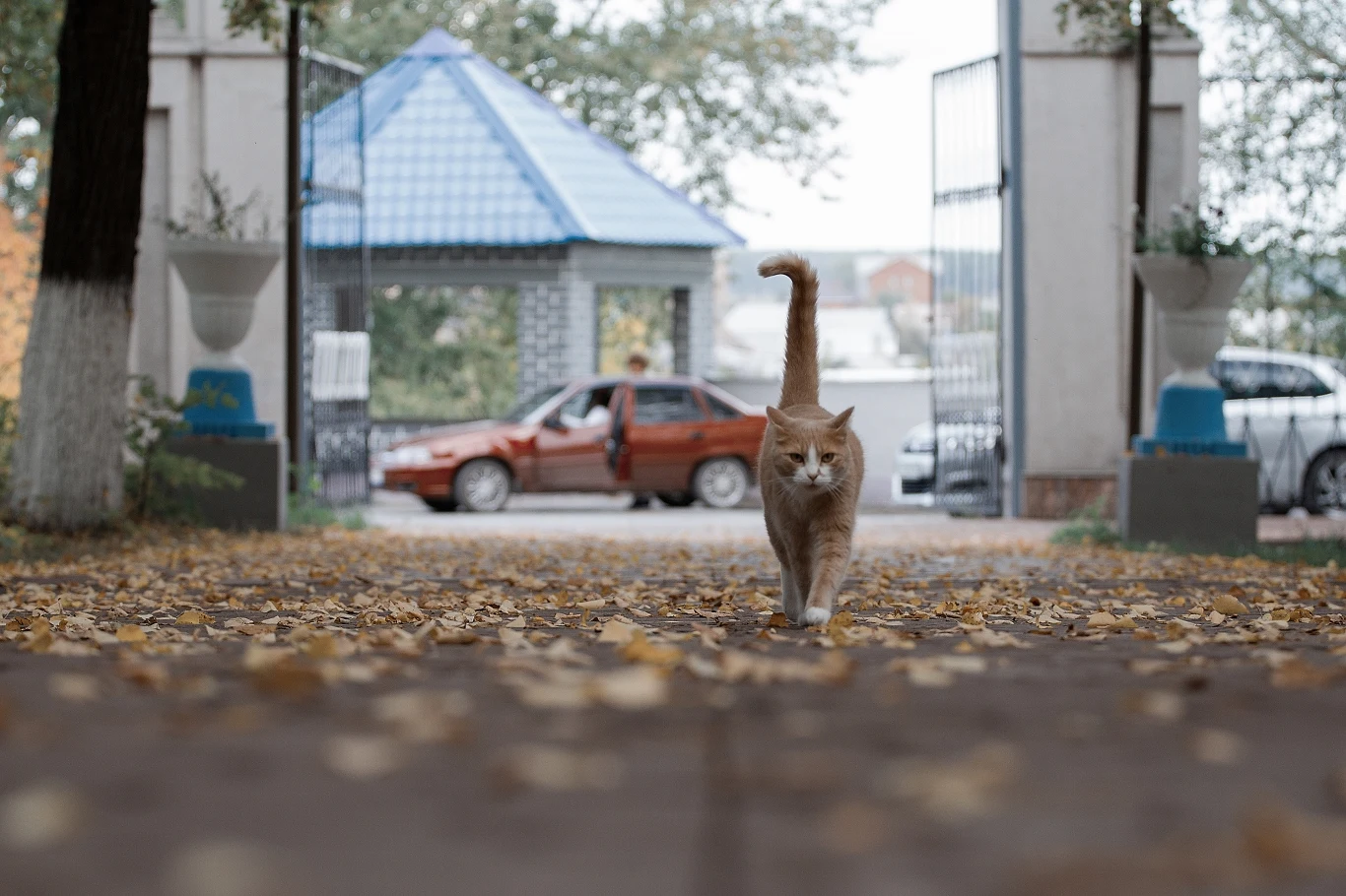 Kot poprzez swój ogon komunikuje się z innymi kotami, zwierzętami oraz z ludźmi 