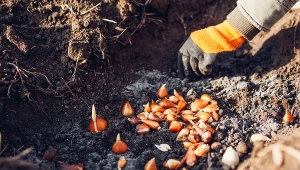 Planujesz sadzić tulipany do gruntu? Ogrodnik radzi, czy styczeń to dobry miesiąc