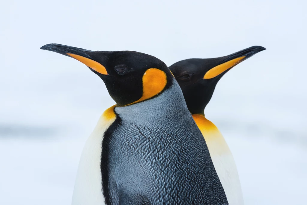 Na Antarktydzie żyje kilka gatunków pingwinów.