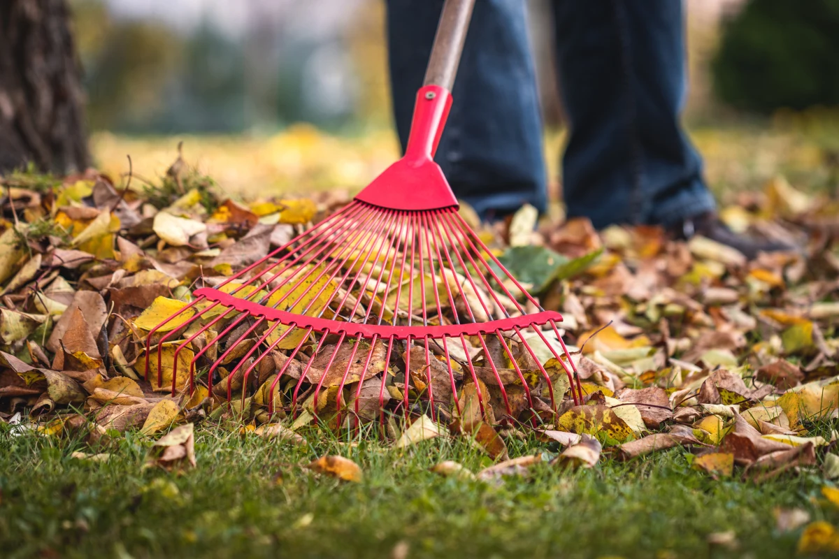 Po zgrabieniu liści czy przycięciu gałęzi drzew i krzewów powinniśmy wywieźć odpady do PSZOK lub pozostawić je w wyznaczonych miejscach. Można również przeznaczyć resztki roślin na kompost. 