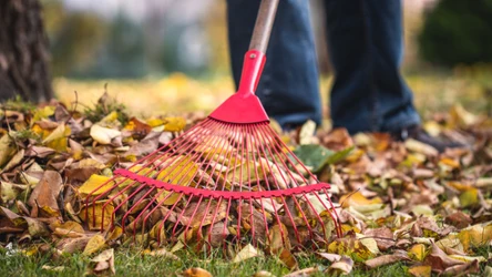 Grabienie liści z sąsiedniego drzewa - kto powinien ro zrobić?