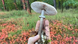 Mandat za wyjazd na grzybobranie. Za nieuwagę grozi grzywna 1000 zł.