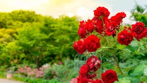 Jesienią róże wymagają wyjątkowej opieki. Z tym zabiegiem nie możesz zwlekać