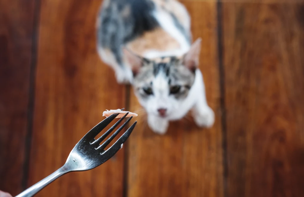 Badania wykazały, że koty najbardziej lubią smak umami