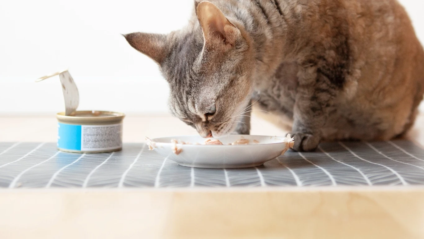 Każdy kociarz wie, że koty ubóstwiają tuńczyka