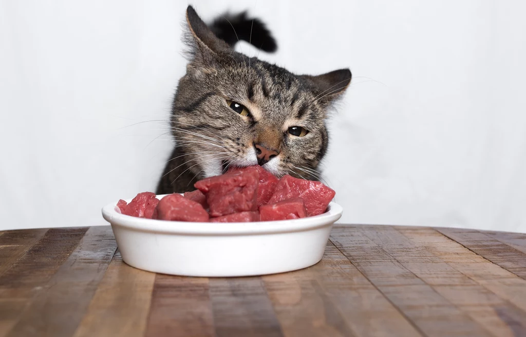 Mięso to najbardziej naturalny pokarm dla kotów. Zmysł smaku mruczków wyewoluował tak, że nie rozpoznaje nawet słodyczy i "skupia" się tylko na smaku mięsnym (umami)