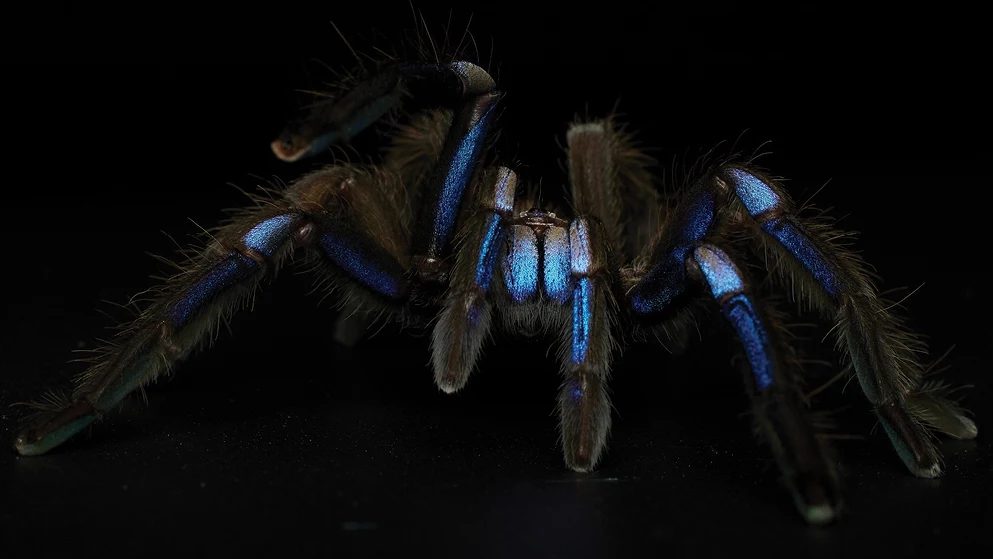 Ten piękny błękitny ptasznik jest znany hodowcom od lat. Naukowcom udało się ustalić, gdzie pająk występuje w naturze. Nadano mu też nową nazwę