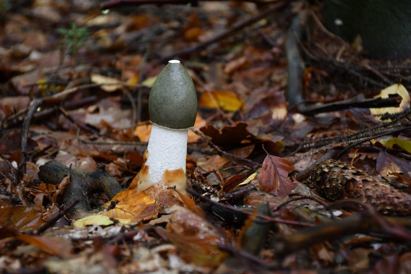 Sromotnik bezwstydny w polskich lasach Sromotnik bezwstydny w polskich lasach