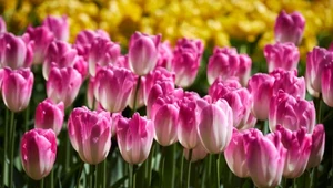 Tulipanowy dywan z kwiatów w ogrodzie? To możliwe! Musisz pilnować pogody
