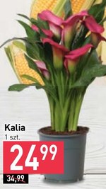 Kalia