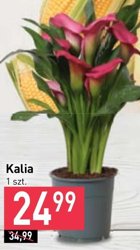 Kalia