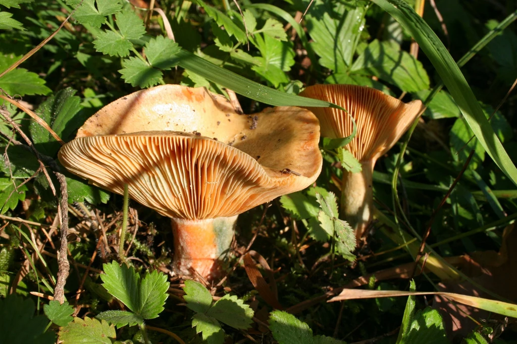Najsmaczniejszy z grzybów rośnie w polskich lasach od sierpnia do listopada