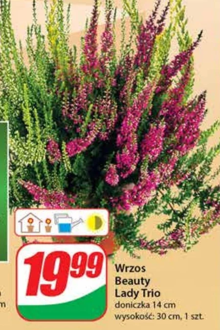 Wrzos