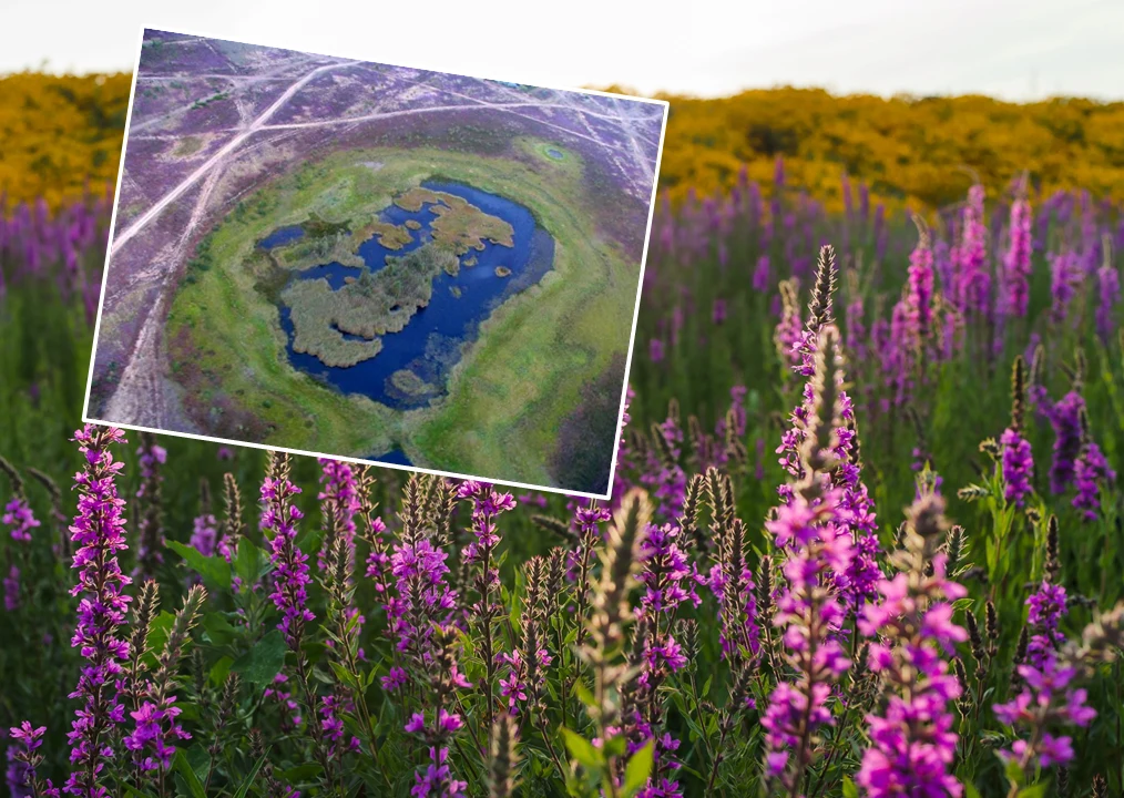Lasy Państwowe przypomniały historię wyjątkowego wrzosowiska na dawnym poligonie wojskowym Lasy Państwowe przypomniały historię wyjątkowego wrzosowiska na dawnym poligonie wojskowym