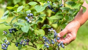 Nie wyrzucaj resztek ze śniadania. Zrobisz z nich domowy nawóz do borówek