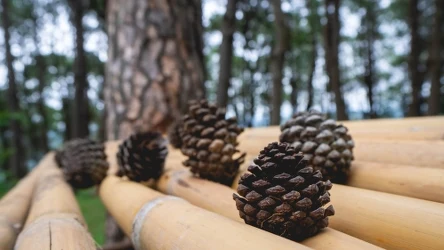 ​Ile można zarobić na zbieraniu szyszek? Te kwoty mogą zaskakiwać!