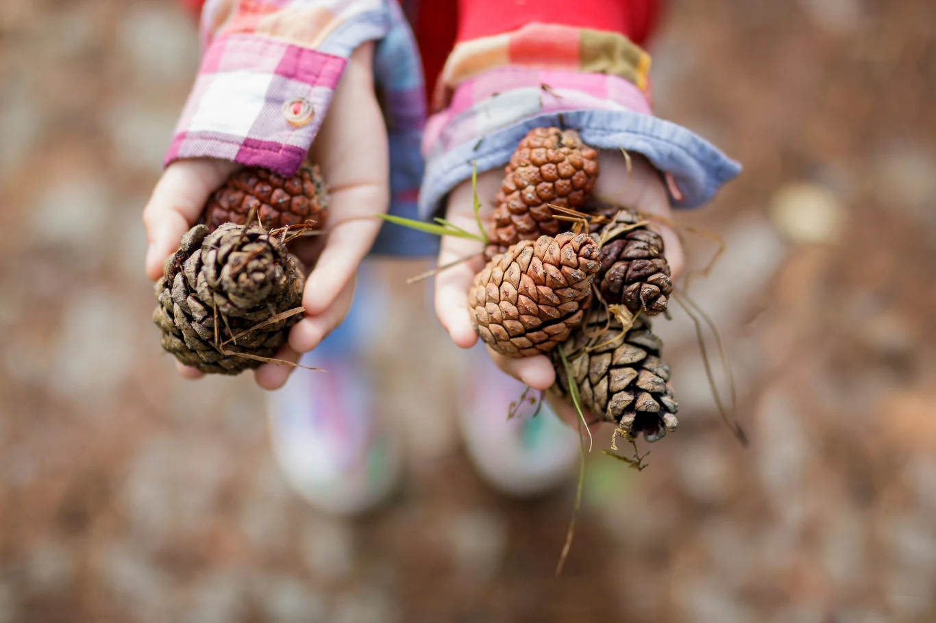 Szyszki to idealny składnik naturalnej wyściółki w ogrodach