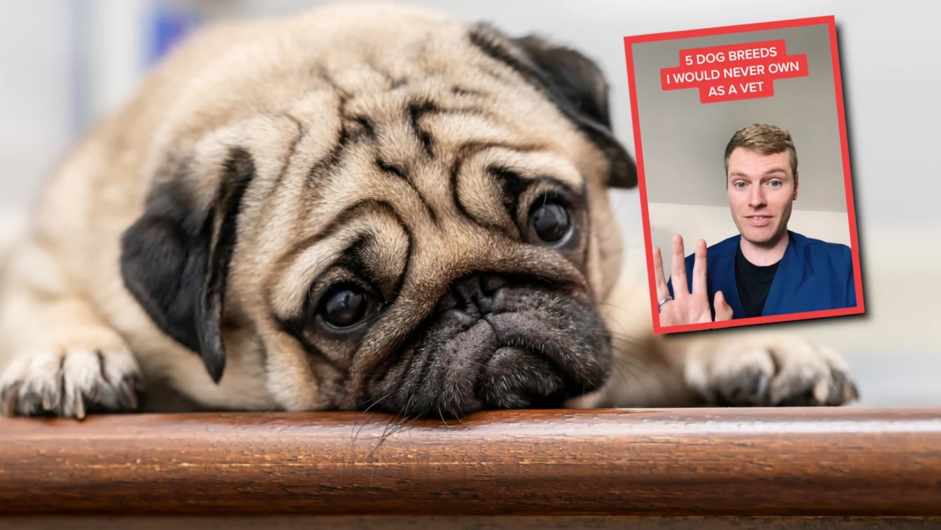 Pochodzący z Wlk. Brytanii weterynarz regularnie opowiada w mediach społecznościowych o tym, dlaczego lepiej nie kupować wybranych ras psów Pochodzący z Wlk. Brytanii weterynarz regularnie opowiada w mediach społecznościowych o tym, dlaczego lepiej nie kupować wybranych ras psów