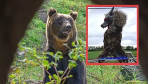 Japończycy znaleźli ciekawy sposób na odstraszanie niedźwiedzi. To wyjątkowy robo-wilk, wydający przeraźliwe odgłosy i straszący swoją aparycją. Niestety ataki niedźwiedzi w kraju zdarzają się coraz częściej