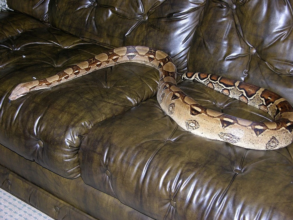 Wąż też może być zwierzątkiem domowym. Na zdjęciu boa cesarski, do 2009 roku uznawany za podgatunek boa dusiciela. Później podniesiony do rangi gatunku