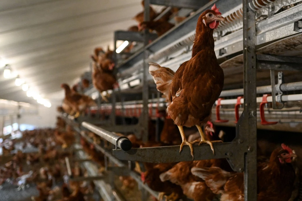 Jak dotąd odnotowano niemal 100 przypadków przeniesienia się wirusa H5N6 na człowieka Jak dotąd odnotowano niemal 100 przypadków przeniesienia się wirusa H5N6 na człowieka