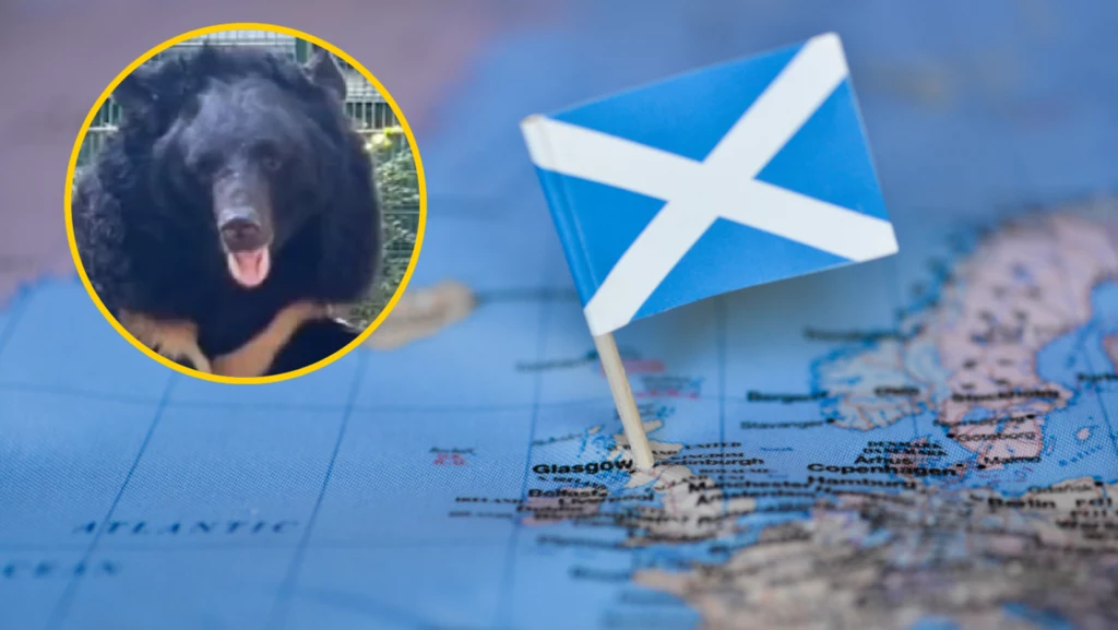 Niedźwiedź z Ukrainy znajdzie nowy i spokojny dom w Szkocji