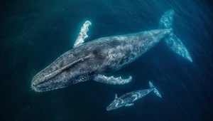 Dlaczego wieloryby tak pięknie śpiewają? Okazuje się, że mają coś w gardle