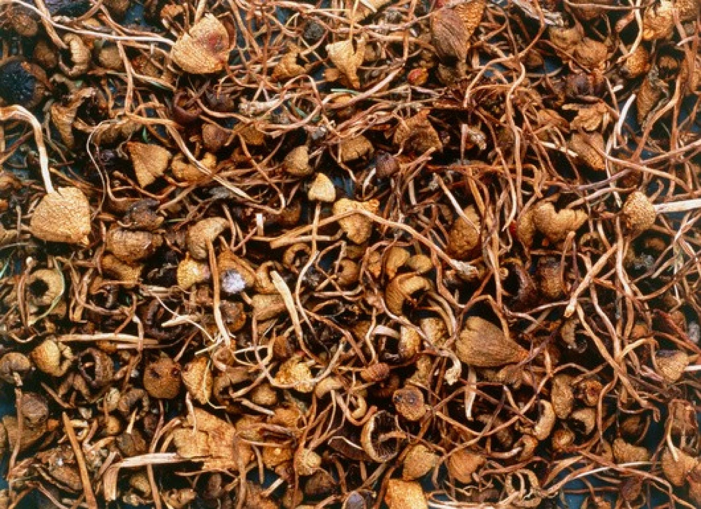 Wysuszone łysiczki lancetowate