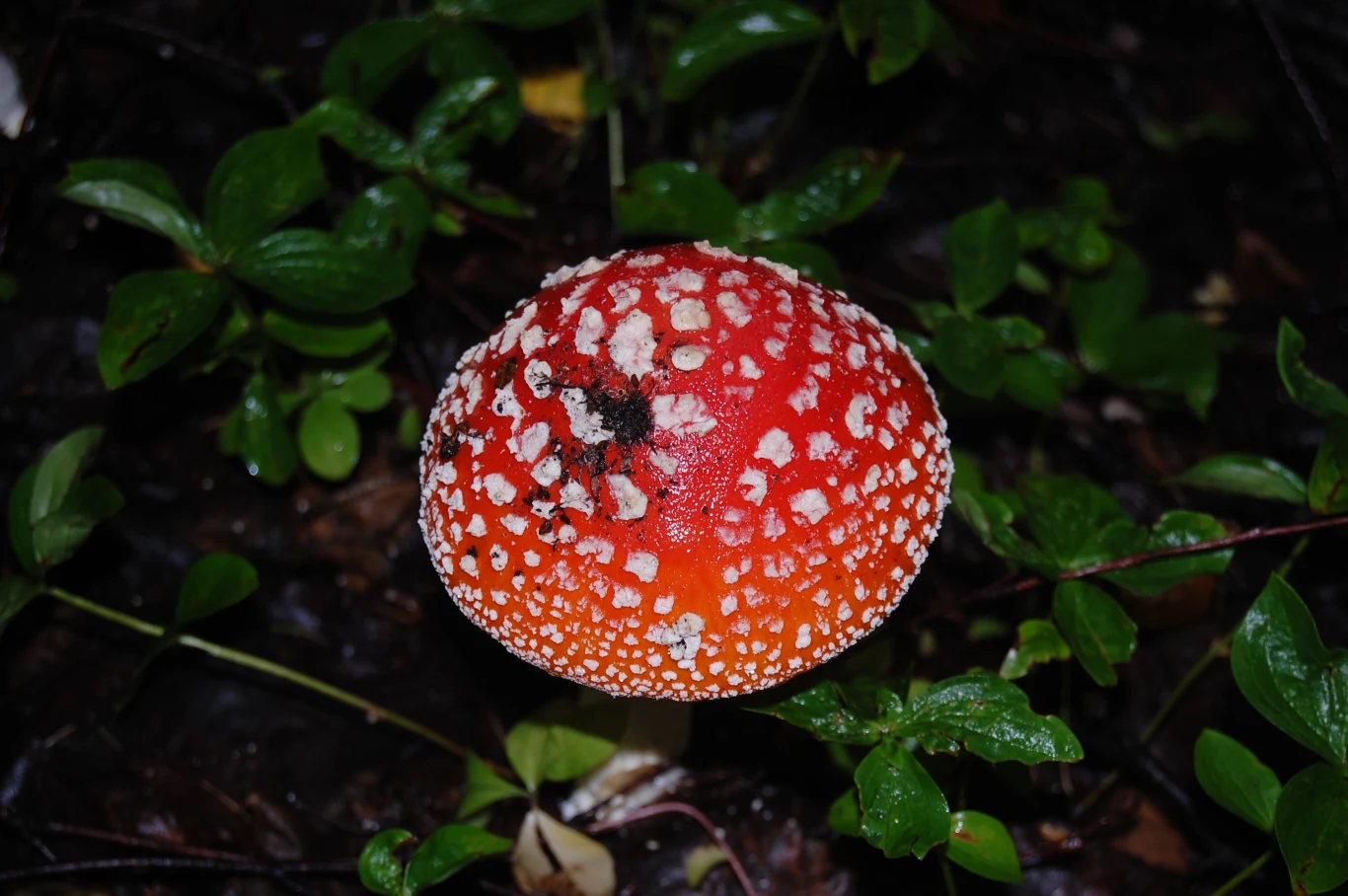 Muchomor czerwony ma właściwości psychoaktywne
