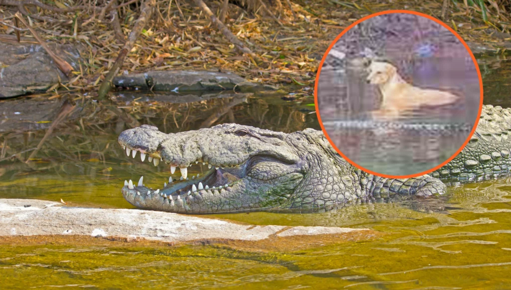 Krokodyle uratowały psa od sfory dzikich psów. Niecodzienne zajście w Indiach