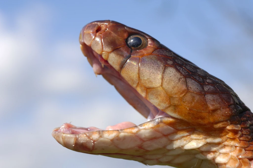 Nie jest łatwo kupić kobrę czerwoną, ale jest to możliwe. To jadowity wąż, który potrafi pluć jadem