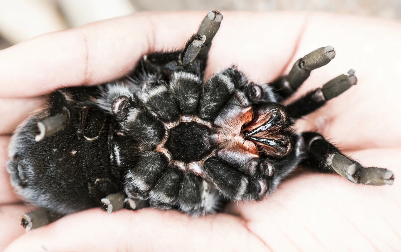 Pająki z rodzaju Brachypelma są nazywane "ptasznikami dla początkujących"