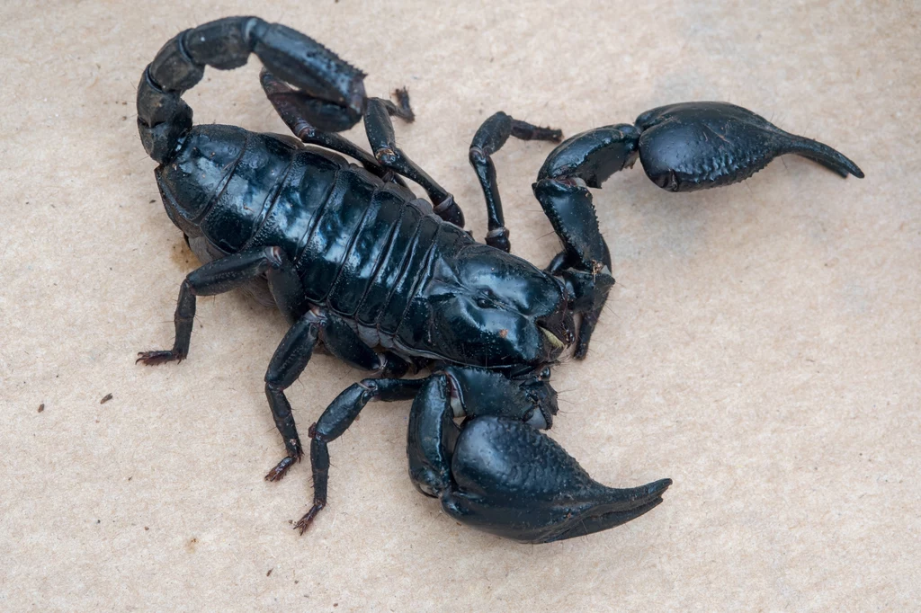 Azjatycki skorpion leśny bywa hodowany w polskich domach. Jego jad jest groźny dla ludzi, ale ukąszenia raczej nie są śmiertelne 