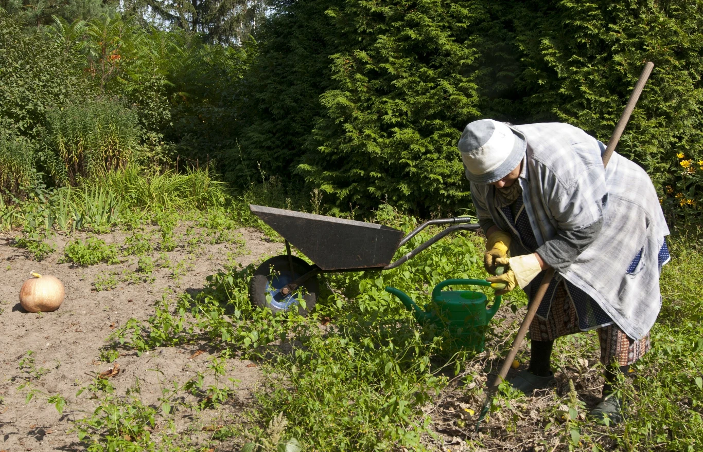 Jesień w ogrodzie to czas intensywnej pracy. O tej porze roku musisz przygotować ogród do zimy i kolejnego sezonu