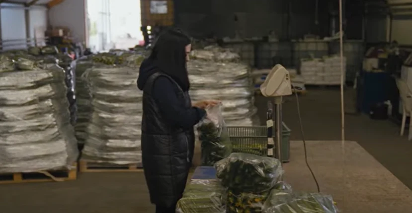 "Rolnik szuka żony" Anna mieszka w pałacu