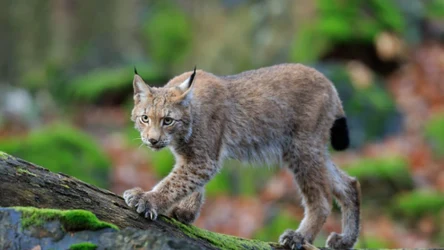 Jakie zwierzę nazywa się „duchem lasu”?