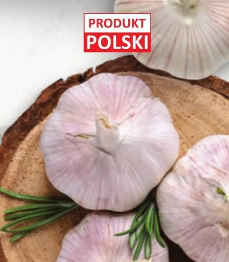 Czosnek