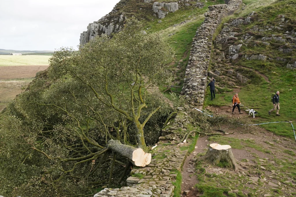 Ścięte drzewo Sycamore Gap 