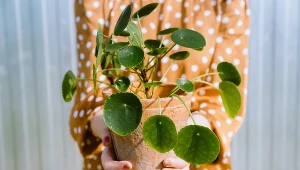 Te rośliny przynoszą szczęście i pieniądze. Masz je w domu? 