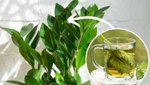 Najlepsza odżywka do zamiokulkasa. Roślina obsypie się nowymi liśćmi