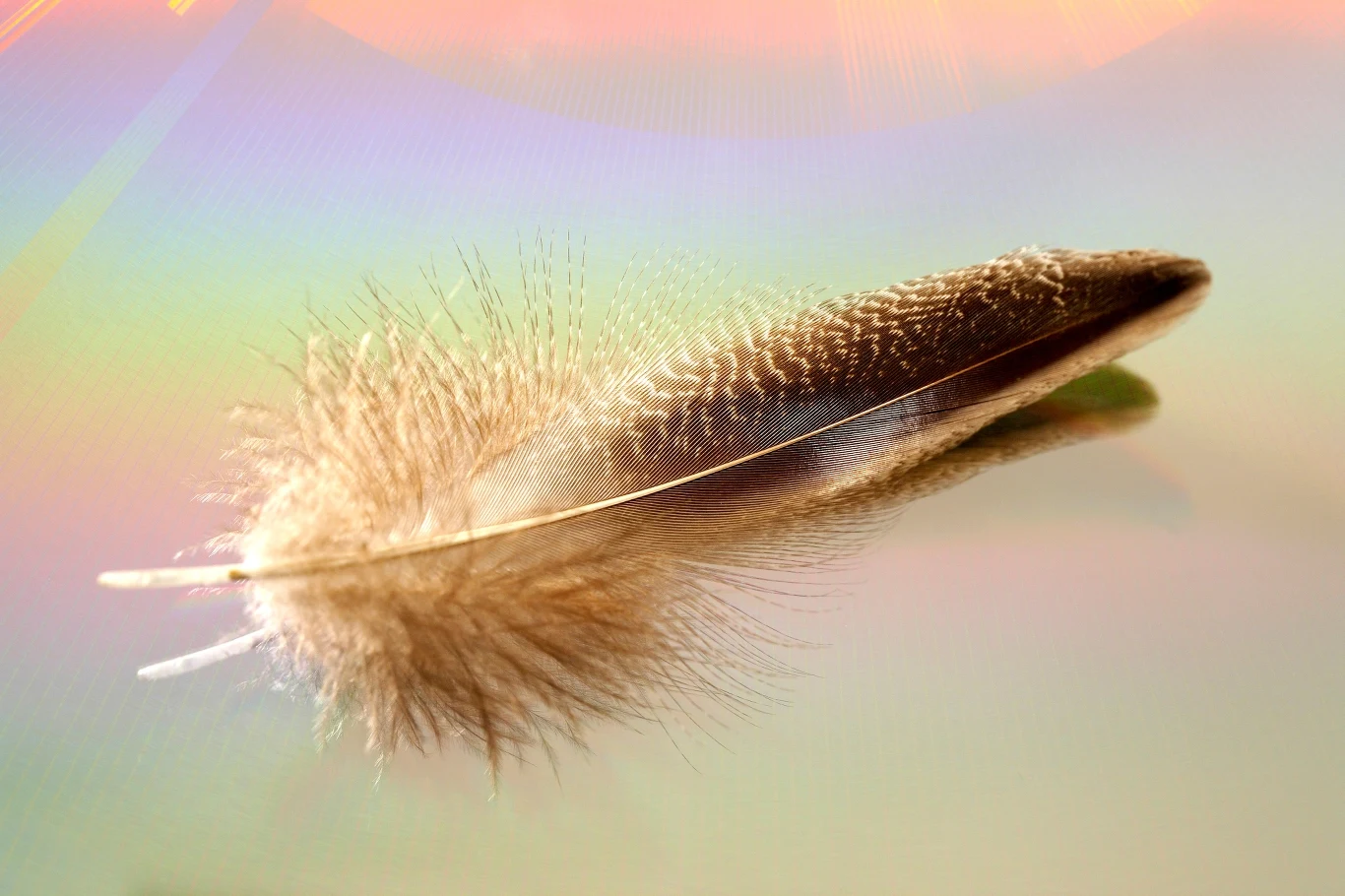 Czy znalezione piórko może być znakiem od kosmosu?