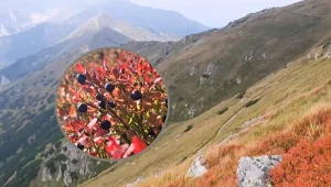 Specjaliści ostrzegają przed zagrożeniem w Tatrach. Borówka czarna jest przysmakiem niedźwiedzi. Zrzut ekranu