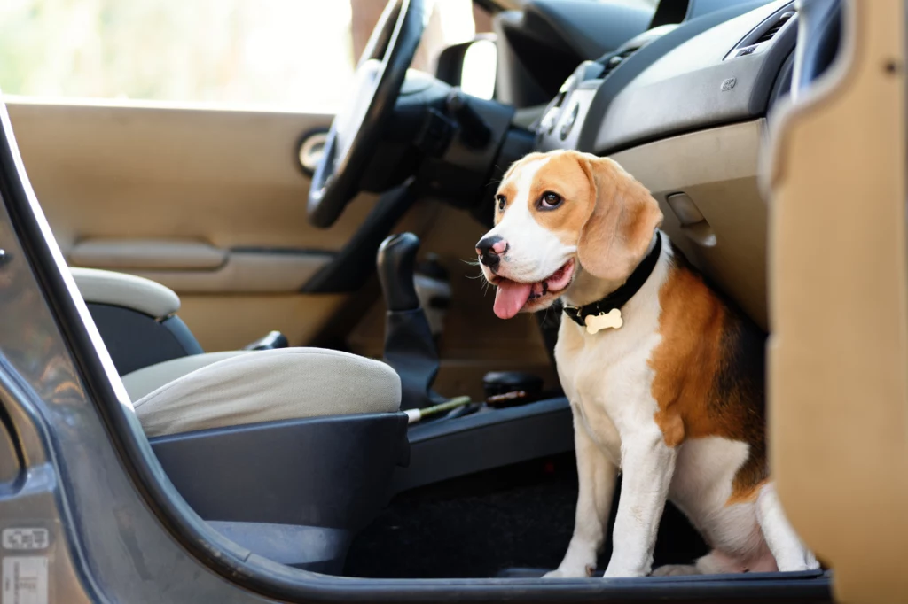 Nigdy nie zostawiaj psa samego w nieklimatyzowanym samochodzie