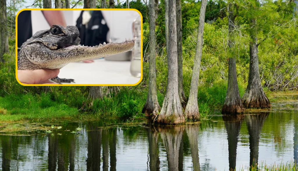 Wyjątkowy aligator żył na wolności przez około sześć miesięcy