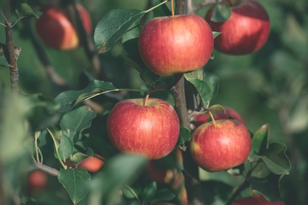 Polska jest największym producentem jabłek w UE