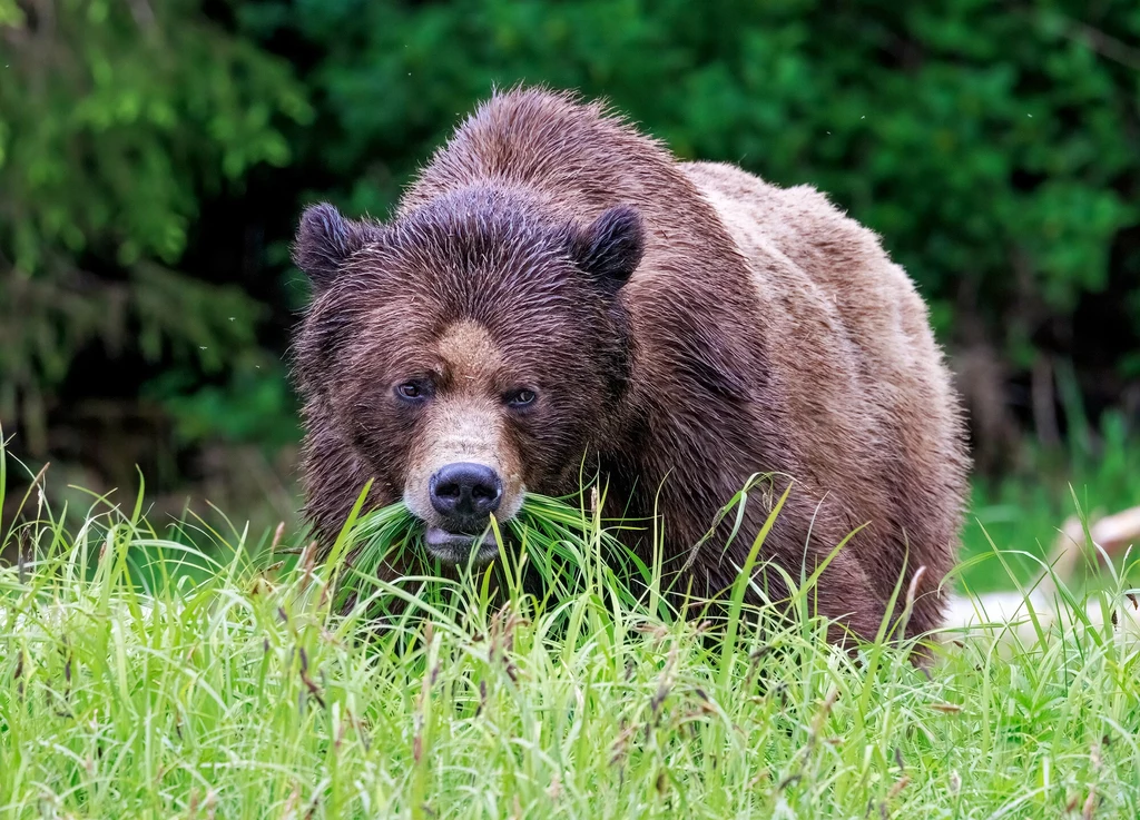 Według kanadyjskich służb niedźwiedź miał zaatakować i ranić śmiertelnie parę z psem